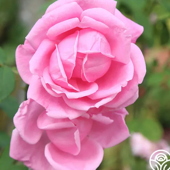Heirloom Roses Mme Caroline Testout