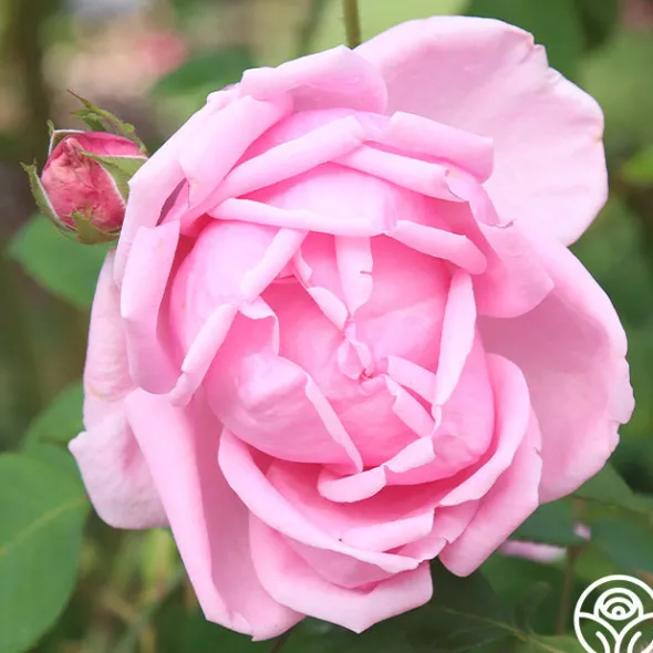 Heirloom Roses Mme Caroline Testout