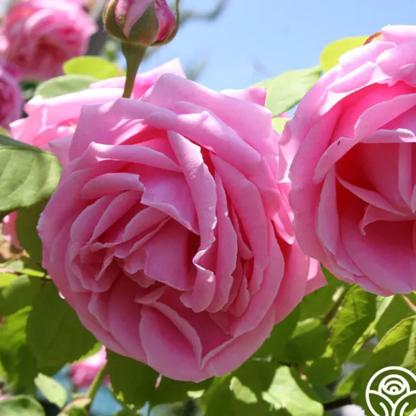 Heirloom Roses Mme Caroline Testout