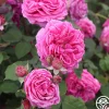 Heirloom Roses Mme Dubost Best
