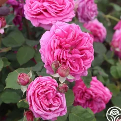 Heirloom Roses Mme Dubost Best