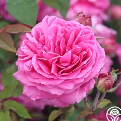 Heirloom Roses Mme Dubost Best