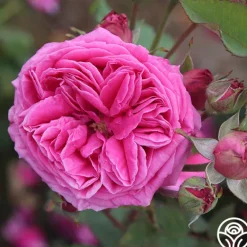 Heirloom Roses Mme Dubost Best