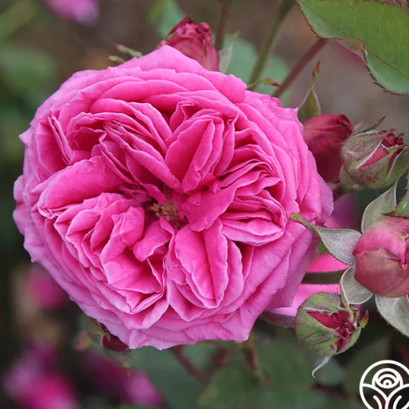 Heirloom Roses Mme Dubost Best