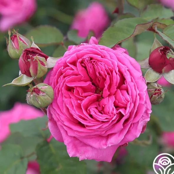 Heirloom Roses Mme Dubost Best