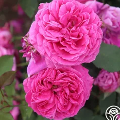 Heirloom Roses Mme Dubost Best