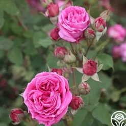 Heirloom Roses Mme Dubost Best