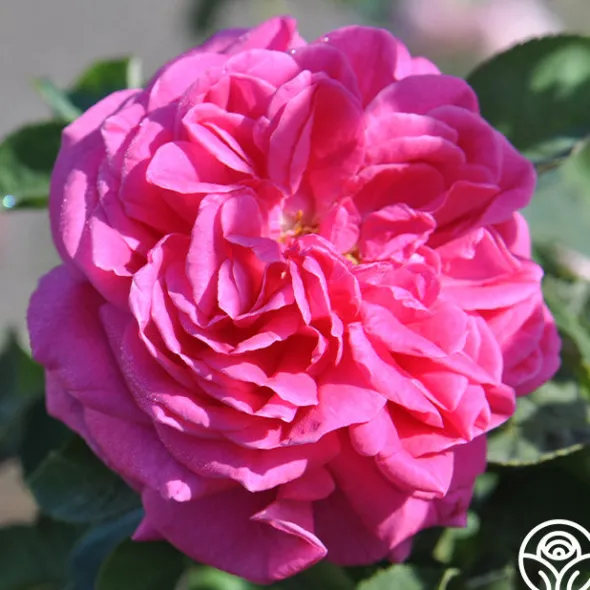 Heirloom Roses Mme Dubost Best