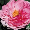 Heirloom Roses Mme Ernest Calvat Sale