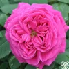 Heirloom Roses Mme Isaac Pereire Discount