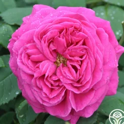Heirloom Roses Mme Isaac Pereire Discount