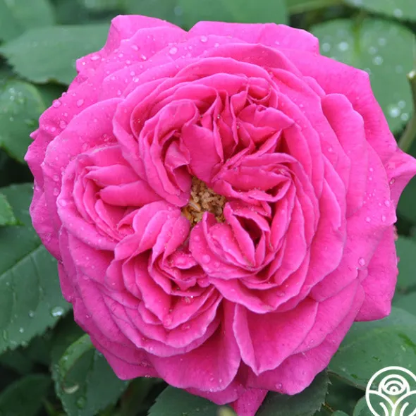 Heirloom Roses Mme Isaac Pereire Discount