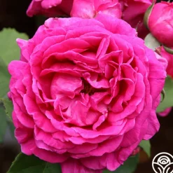 Heirloom Roses Mme Isaac Pereire Discount