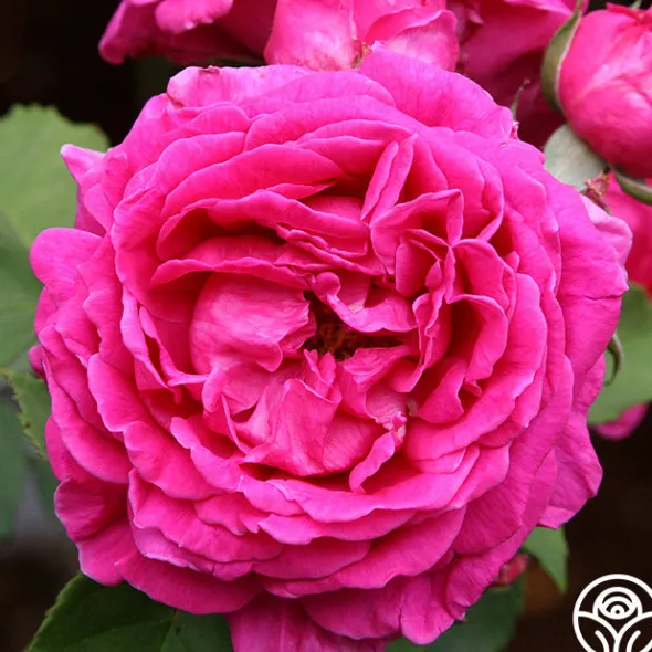 Heirloom Roses Mme Isaac Pereire Discount