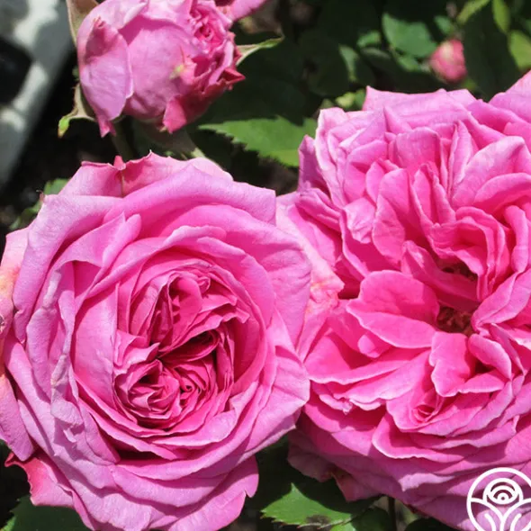 Heirloom Roses Mme Isaac Pereire Discount