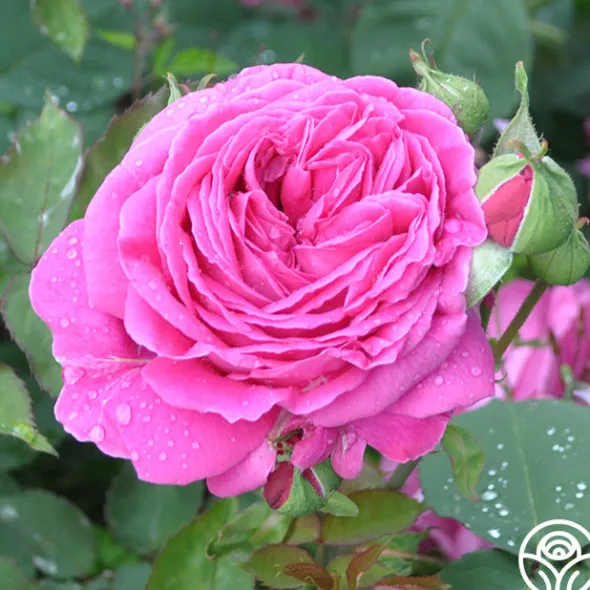 Heirloom Roses Mme Isaac Pereire Discount