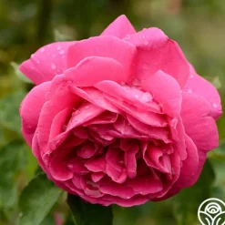 Heirloom Roses Mme Isaac Pereire Discount