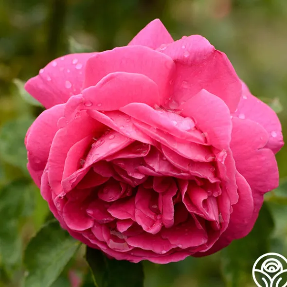 Heirloom Roses Mme Isaac Pereire Discount