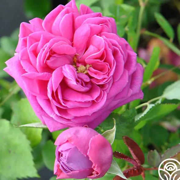 Heirloom Roses Mme Isaac Pereire Discount