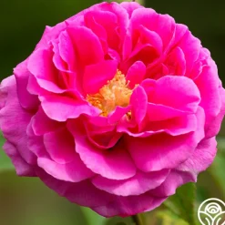 Heirloom Roses Mme Isaac Pereire Discount