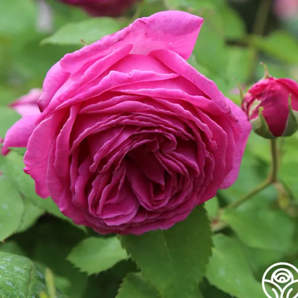Heirloom Roses Mme Isaac Pereire Discount
