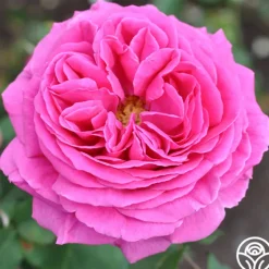 Heirloom Roses Mme Isaac Pereire Discount