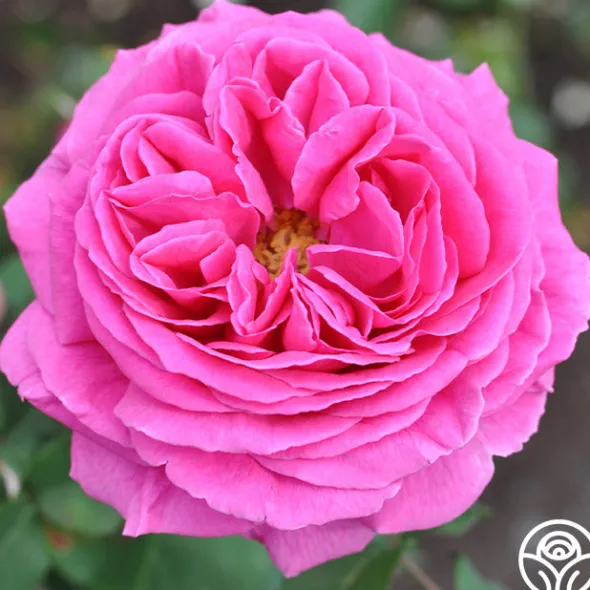 Heirloom Roses Mme Isaac Pereire Discount