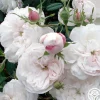 Heirloom Roses Mme Plantier Discount