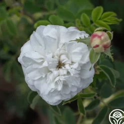 Heirloom Roses Mme Plantier Discount