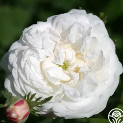 Heirloom Roses Mme Plantier Discount