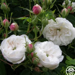 Heirloom Roses Mme Plantier Discount