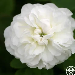Heirloom Roses Mme Plantier Discount