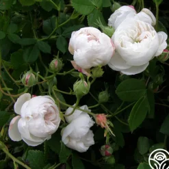 Heirloom Roses Mme Plantier Discount