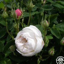 Heirloom Roses Mme Plantier Discount