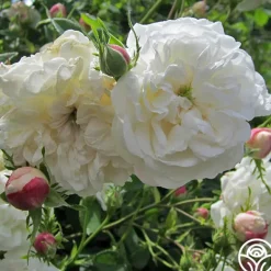 Heirloom Roses Mme Plantier Discount