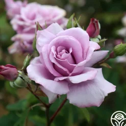 Heirloom Roses Mme Violet Hot