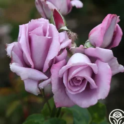Heirloom Roses Mme Violet Hot