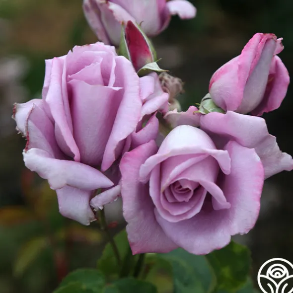 Heirloom Roses Mme Violet Hot