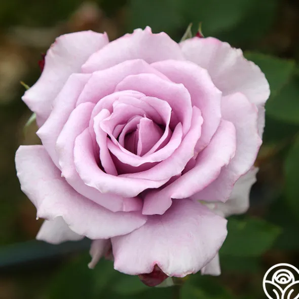 Heirloom Roses Mme Violet Hot