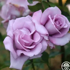 Heirloom Roses Mme Violet Hot