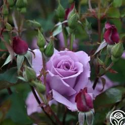 Heirloom Roses Mme Violet Hot