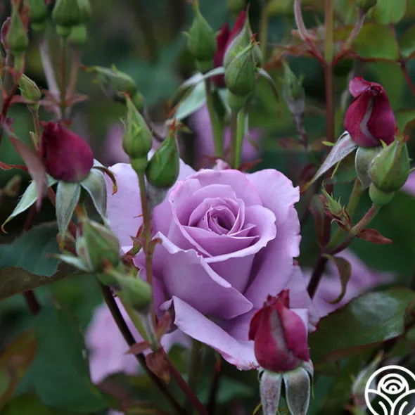 Heirloom Roses Mme Violet Hot