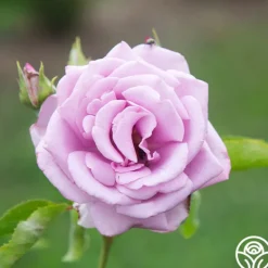 Heirloom Roses Mme Violet Hot