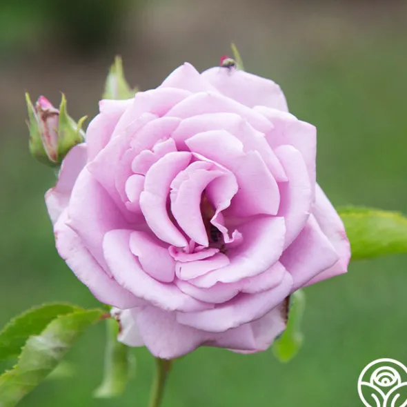 Heirloom Roses Mme Violet Hot