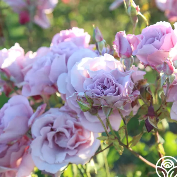 Heirloom Roses Mme Violet Hot