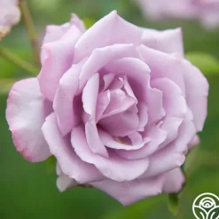 Heirloom Roses Mme Violet Hot