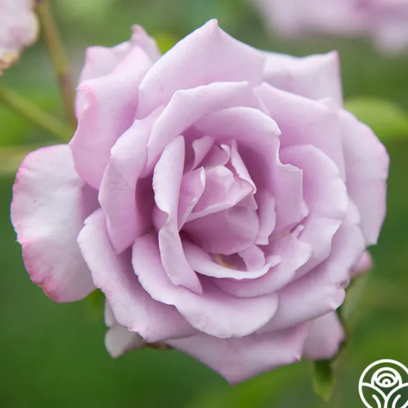 Heirloom Roses Mme Violet Hot
