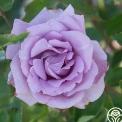 Heirloom Roses Mme Violet Hot