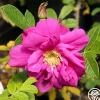 Heirloom Roses Moje Hammarberg Clearance
