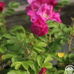 Heirloom Roses Moje Hammarberg Clearance